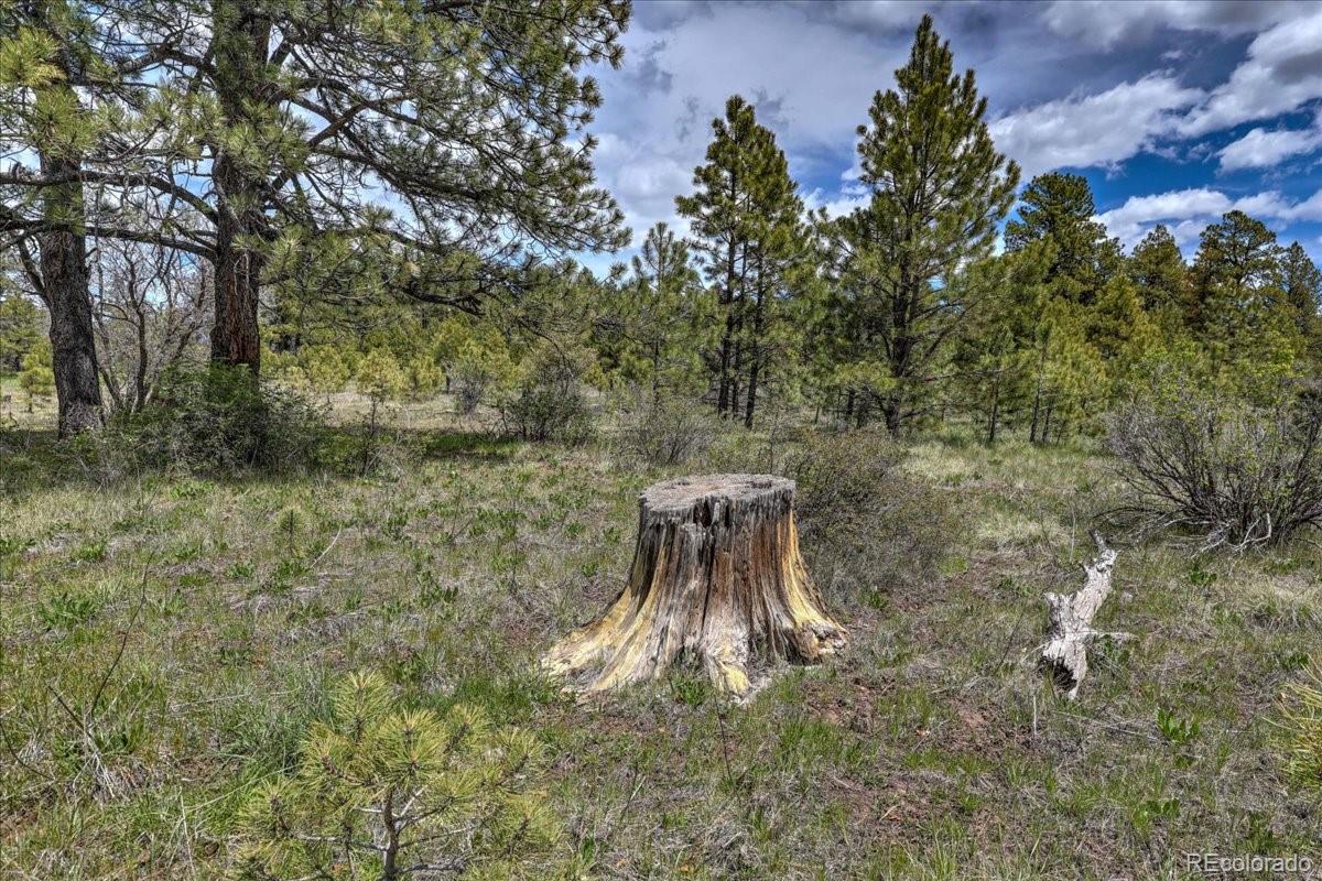 773 Jacobson Circle Pagosa Springs CO 81147