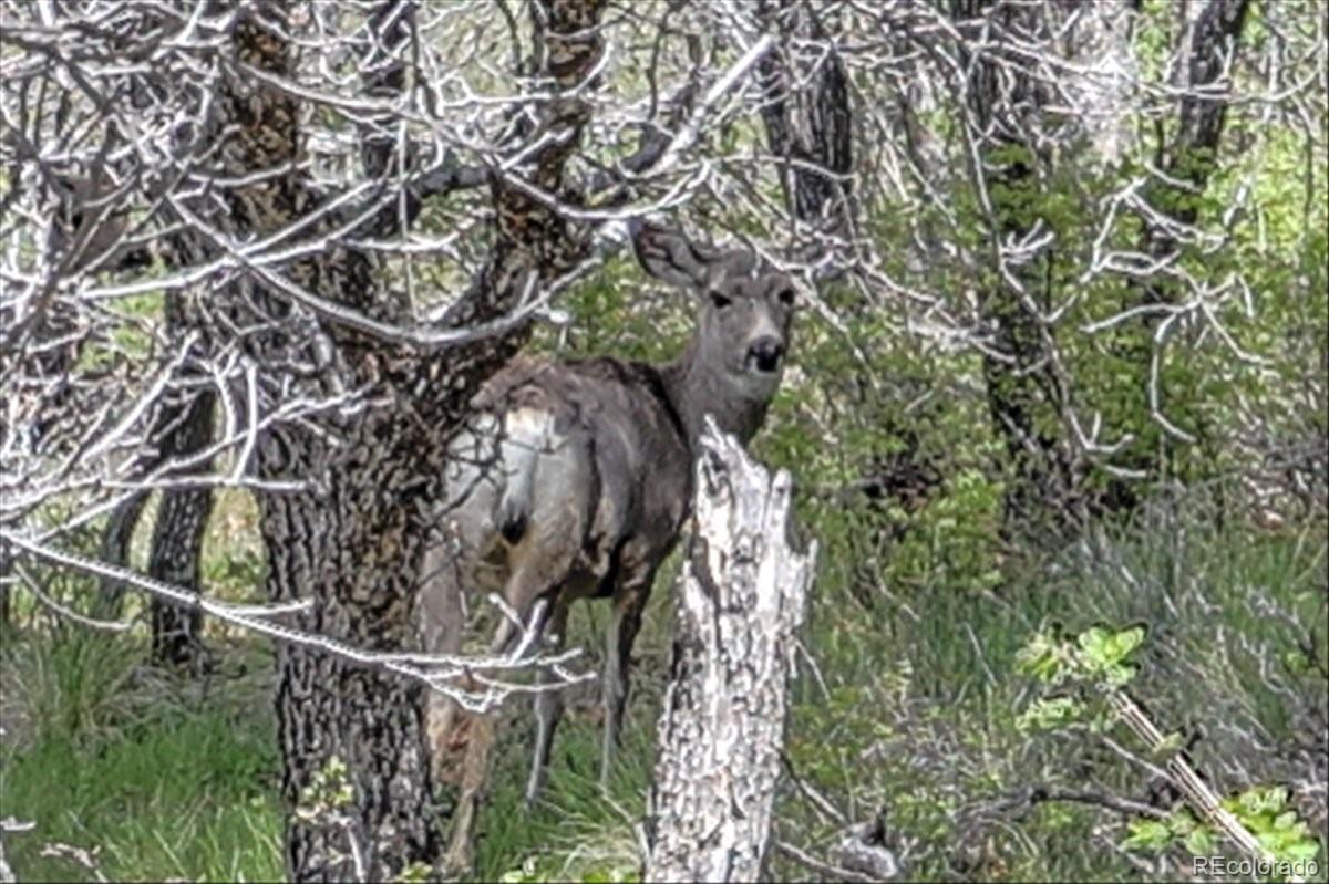 773 Jacobson Circle Pagosa Springs CO 81147