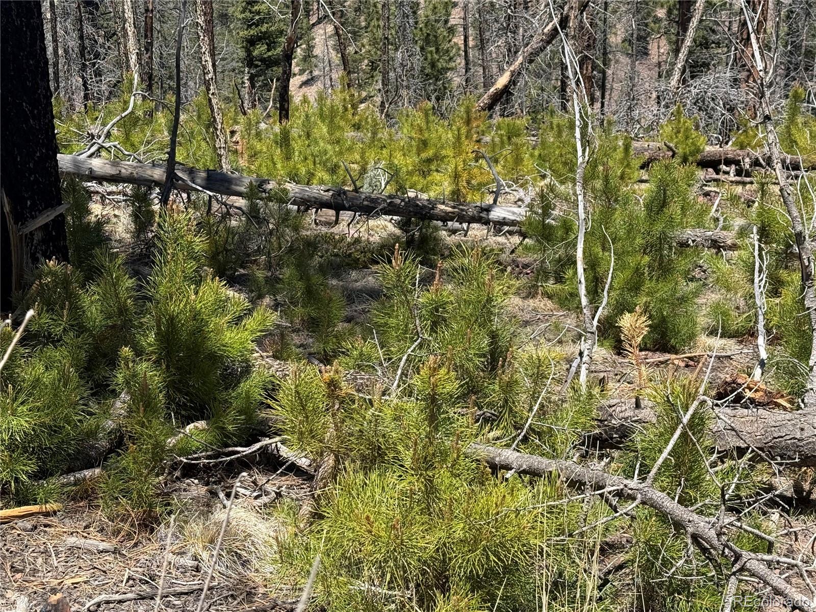 Lot 1154 Bluhdorn Place Fort Garland CO 81133