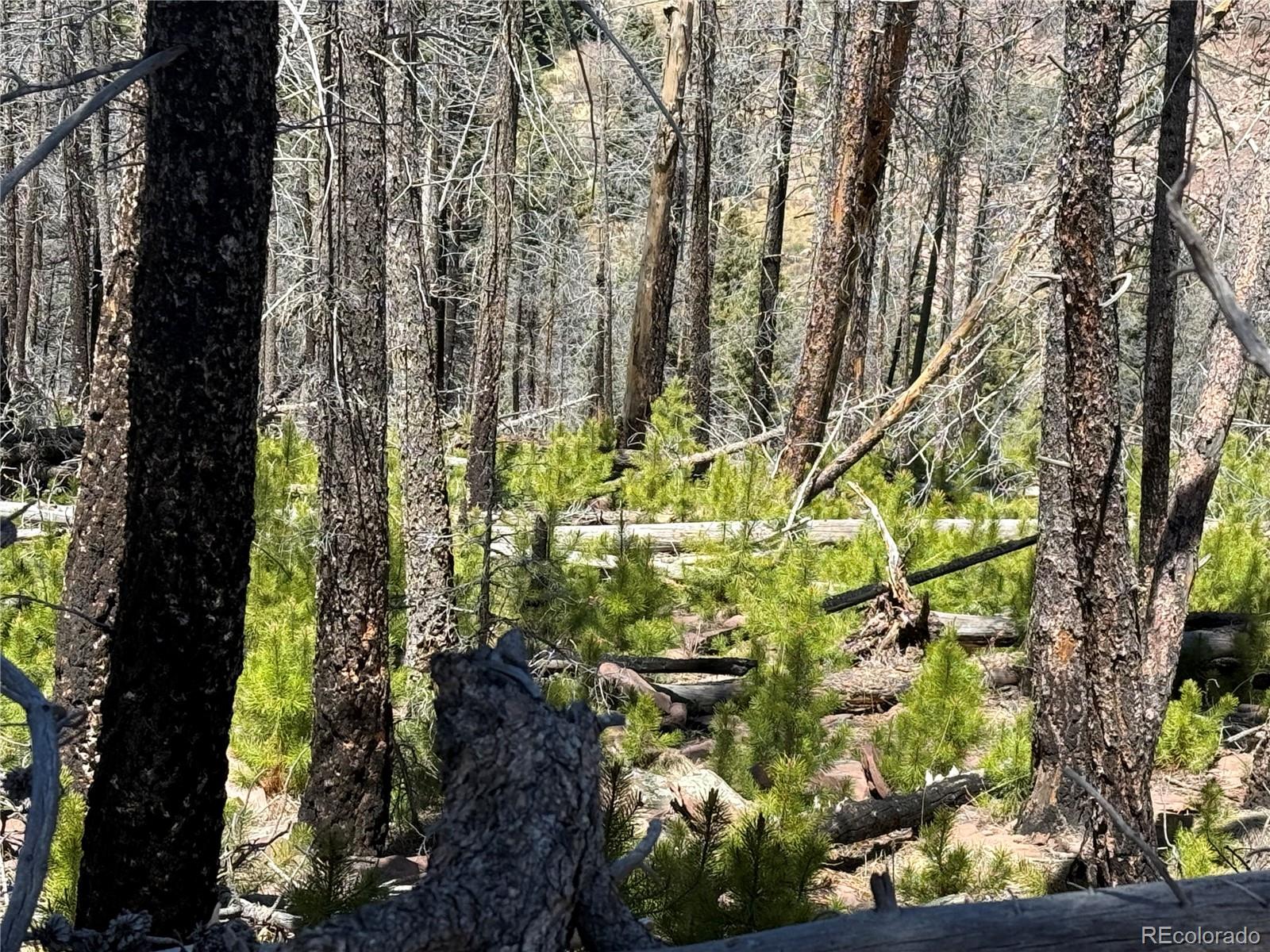 Lot 1154 Bluhdorn Place Fort Garland CO 81133