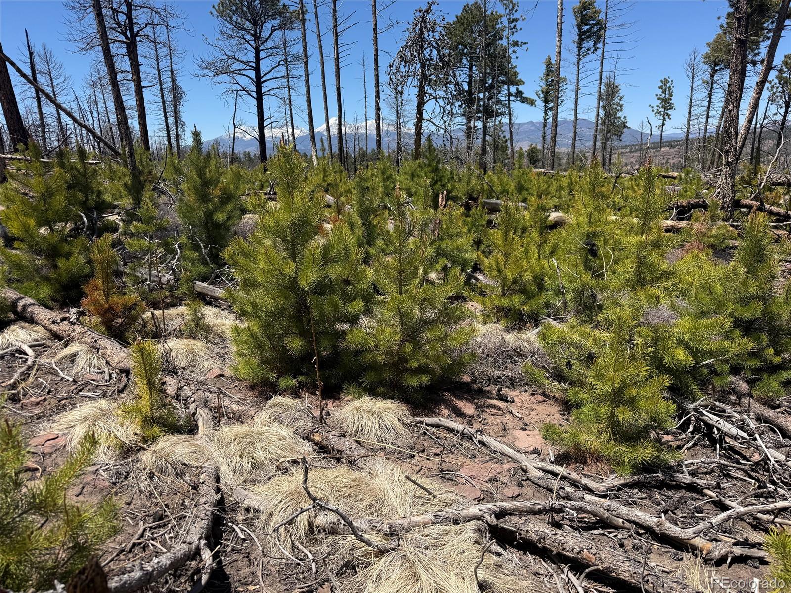 Lot 1154 Bluhdorn Place Fort Garland CO 81133