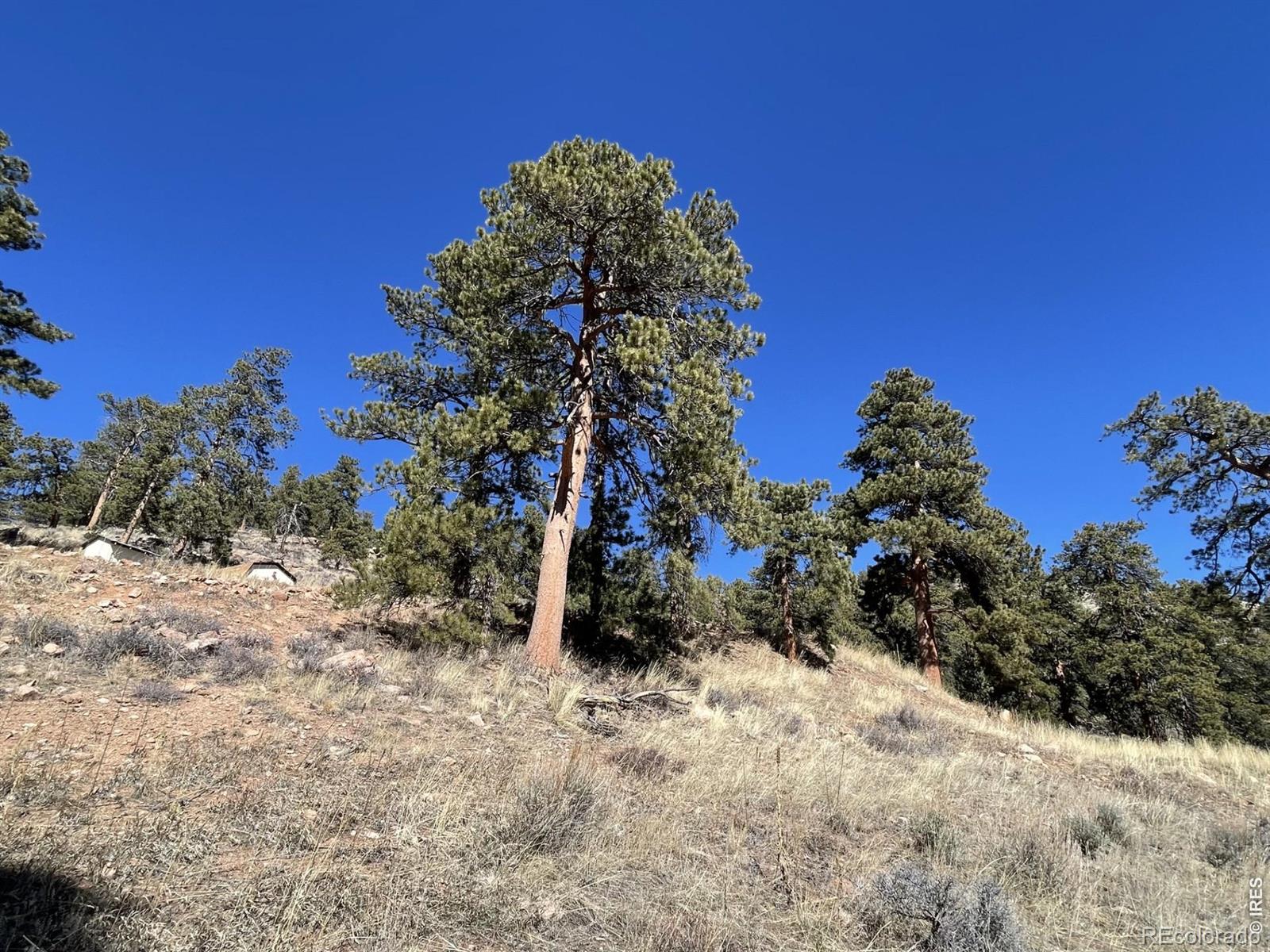 1018 Beartrap Road Red Feather Lakes CO 80545