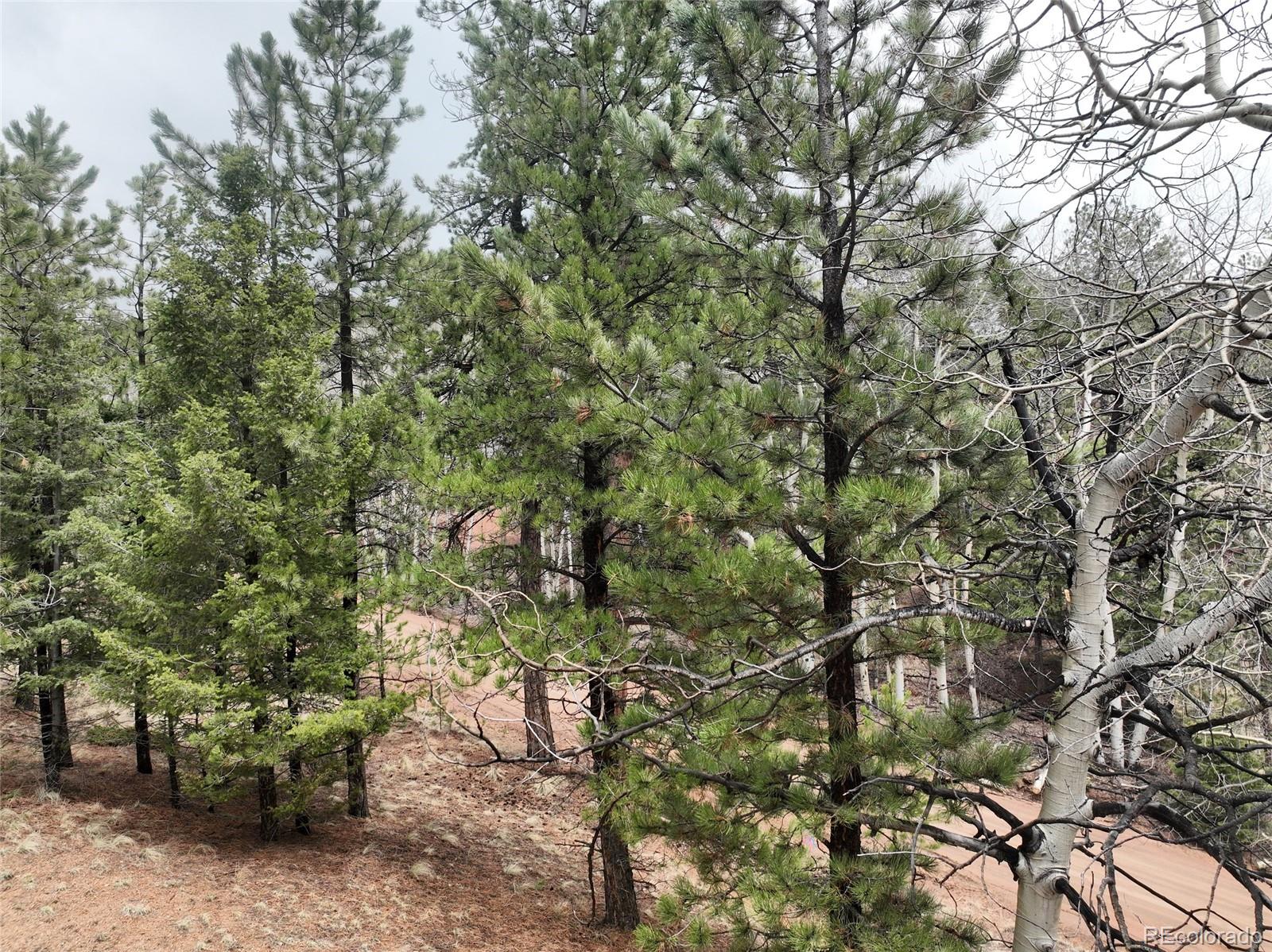 255 Pinon Lane Florissant CO 80816
