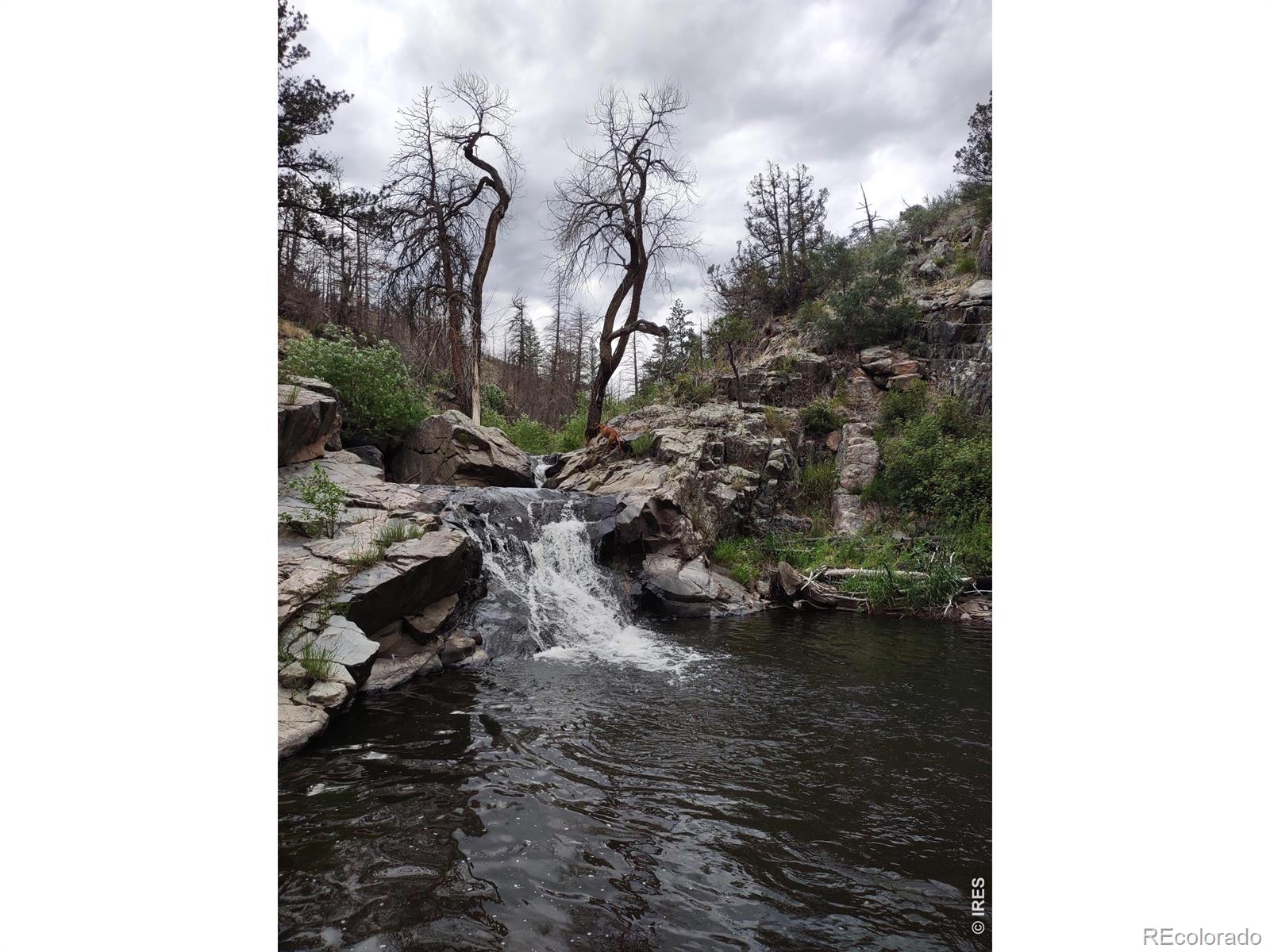 439 Redtail Ridge Way Bellvue CO 80512