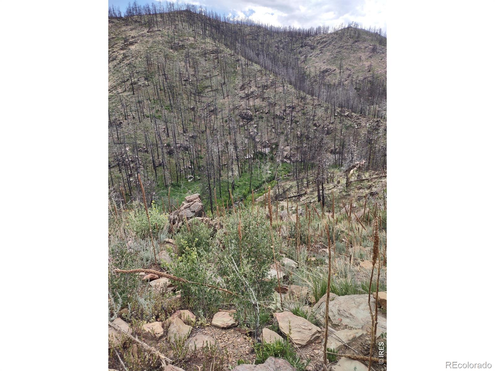 439 Redtail Ridge Way Bellvue CO 80512