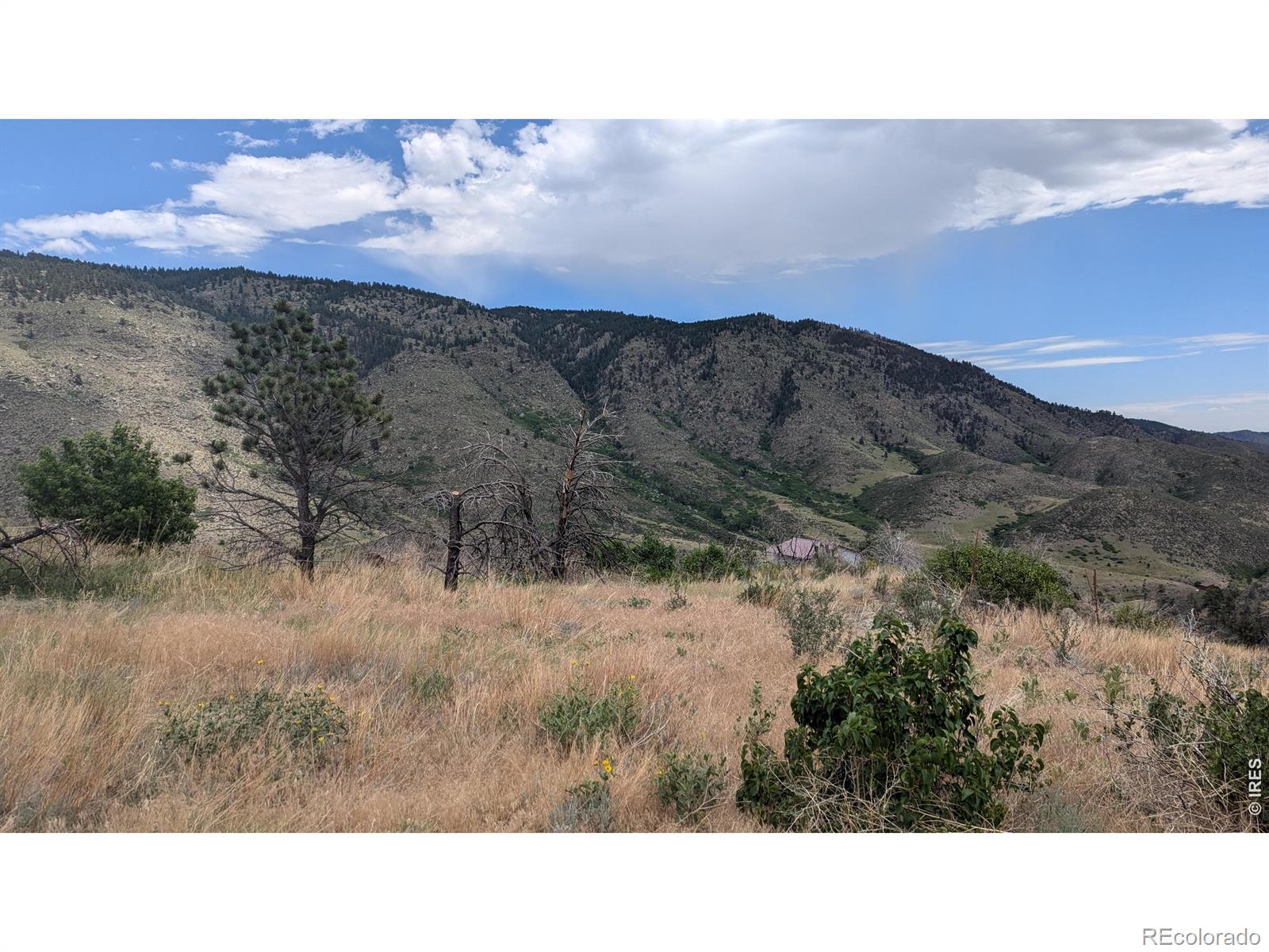 439 Redtail Ridge Way Bellvue CO 80512