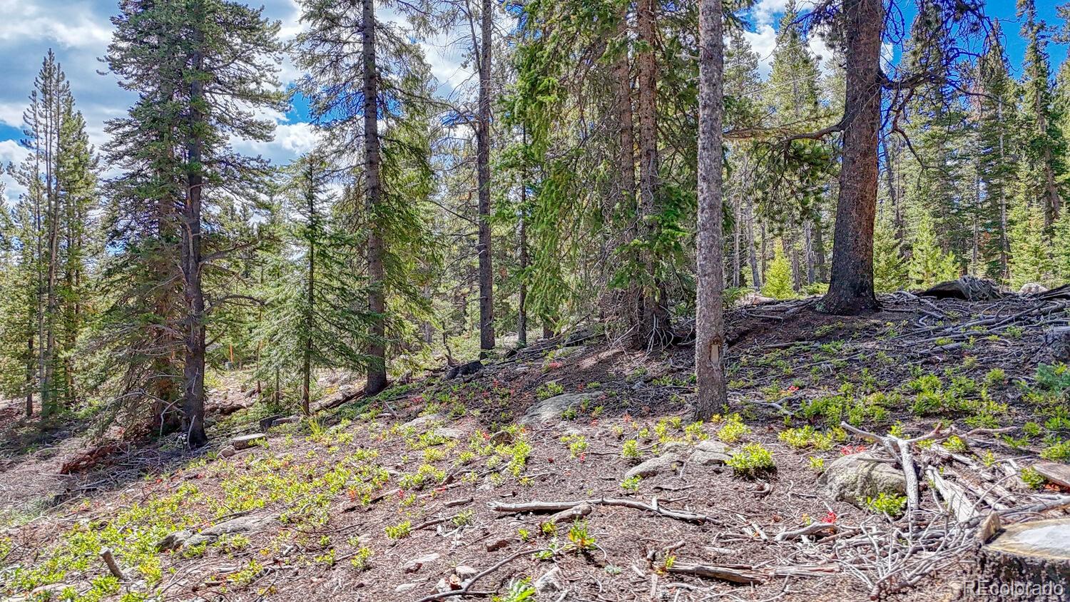 126 Gold Trail Cutoff Fairplay CO 80440
