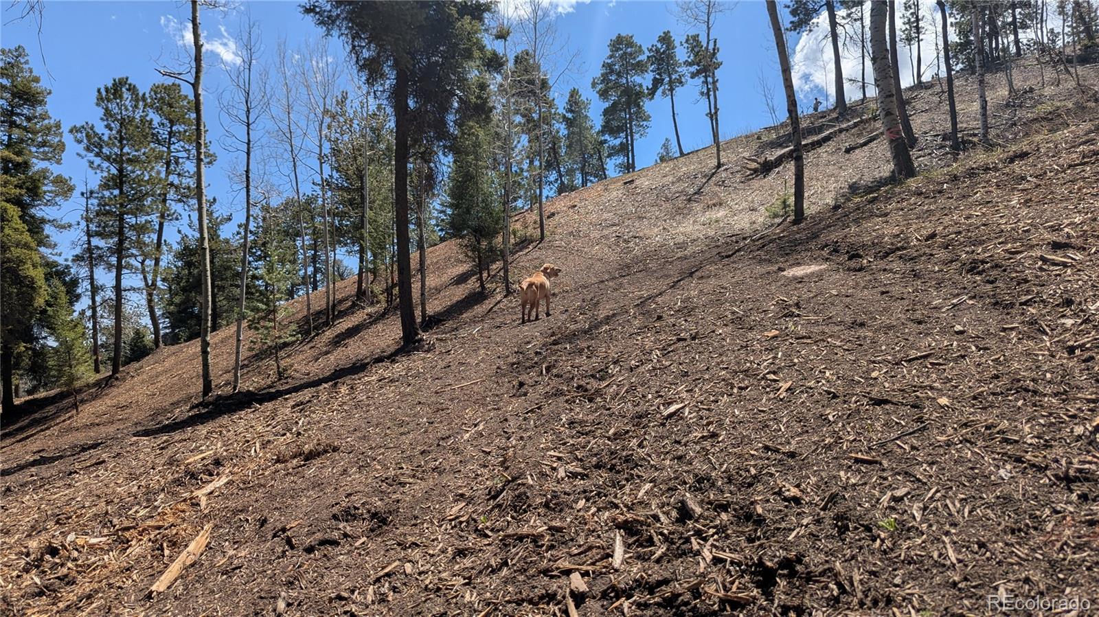 13910 Boulder Lane Larkspur CO 80118