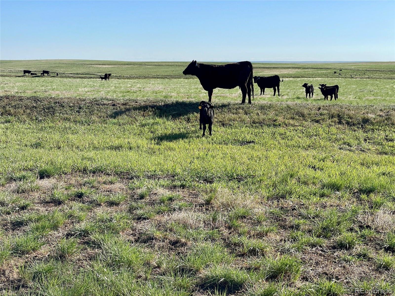 A County Road 166 Deer Trail CO 80105