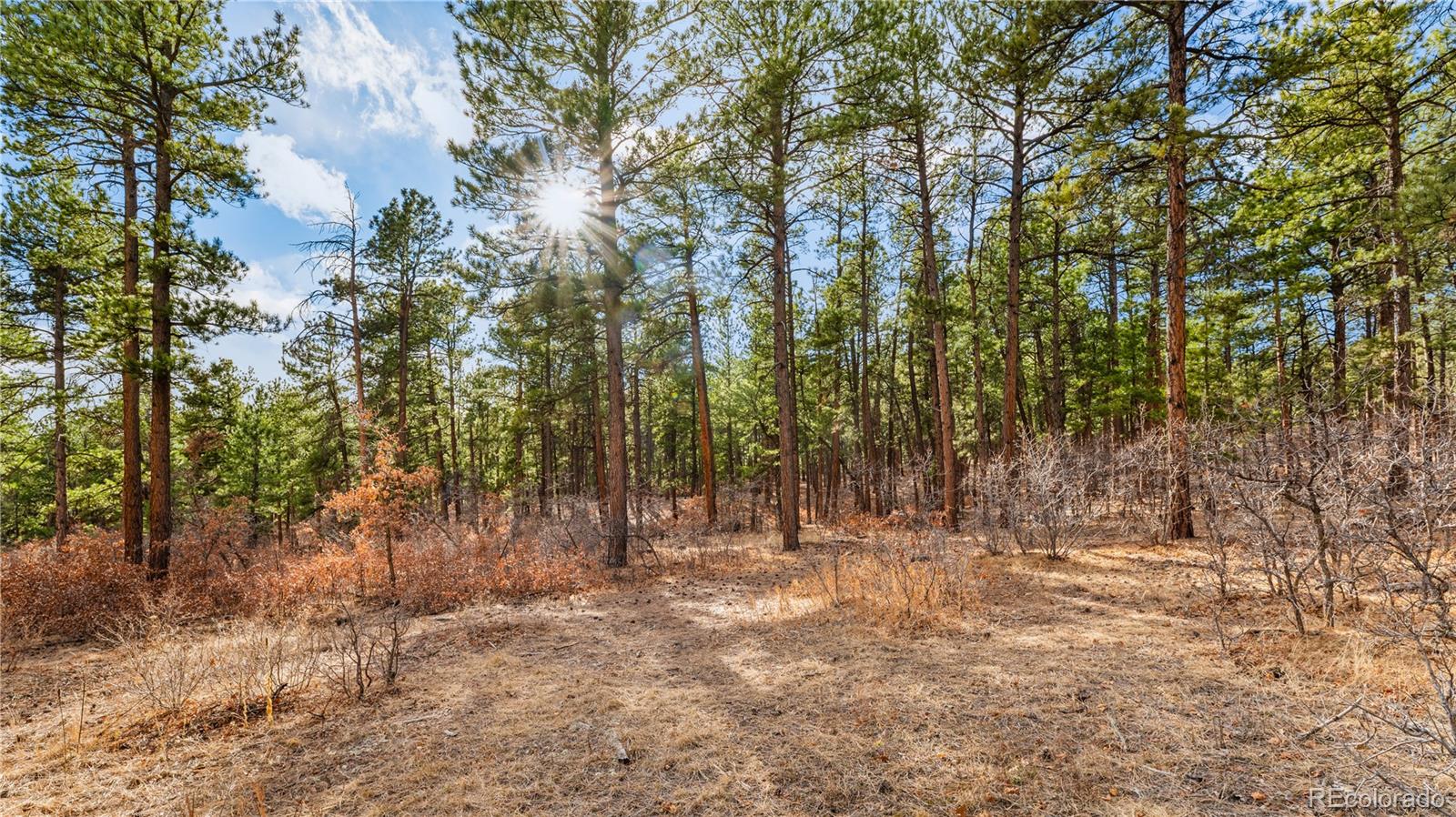 436 Fox Farm Road Larkspur CO 80118