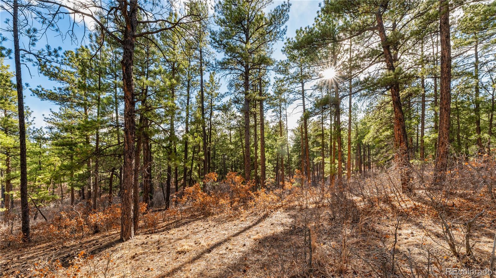 436 Fox Farm Road Larkspur CO 80118