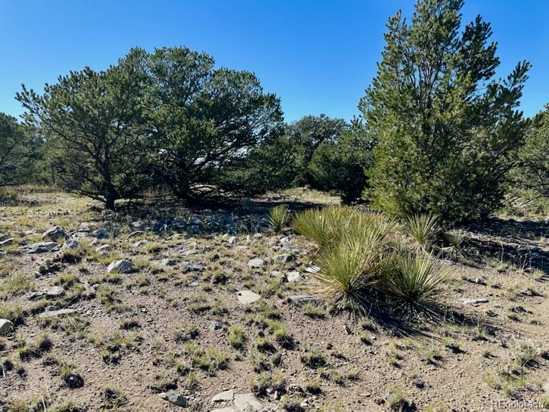 133 Cedar Ridge Road Mosca CO 81146
