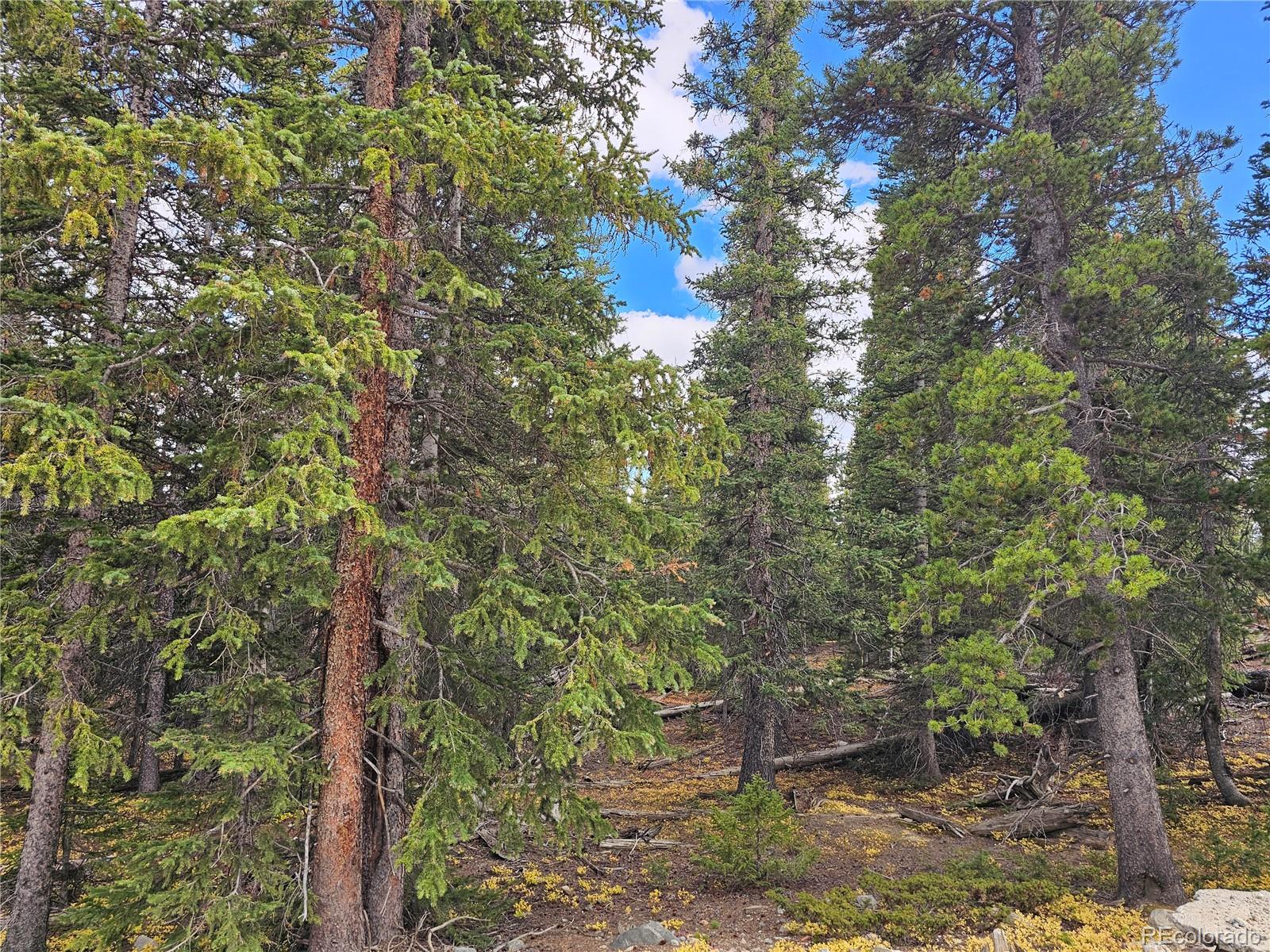 617 Gold Trail Circle Fairplay CO 80440