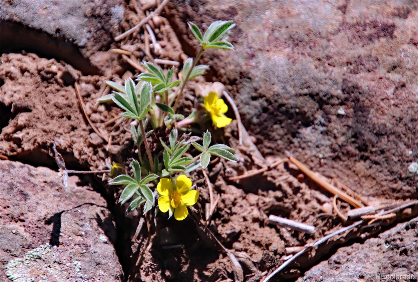 71, 72, 73 Horseshoe Trail San Luis CO 81152