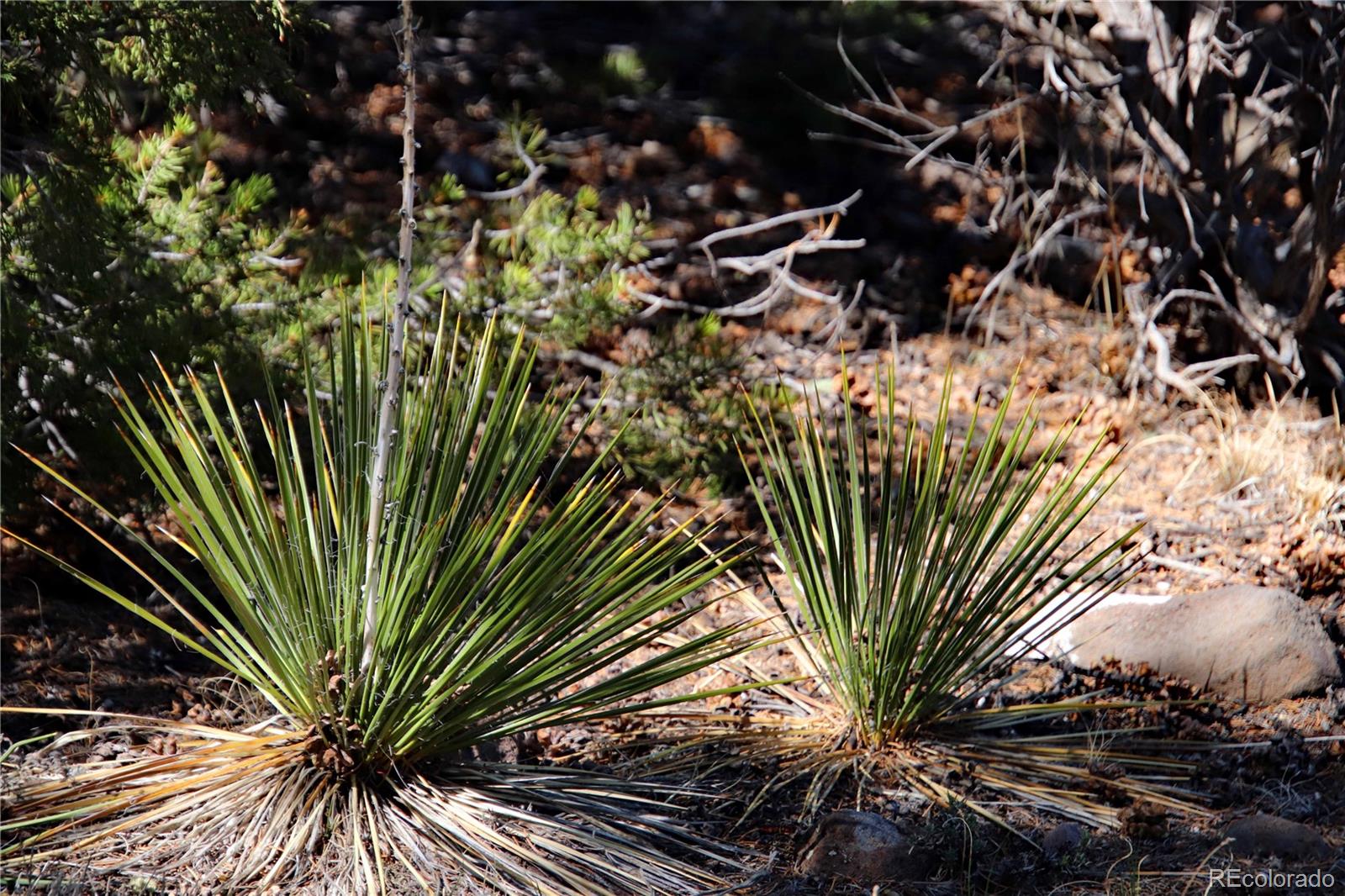 71, 72, 73 Horseshoe Trail San Luis CO 81152