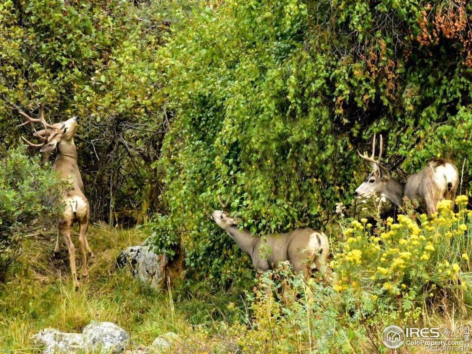 9316 Tawny Lynx Road Loveland CO 80538