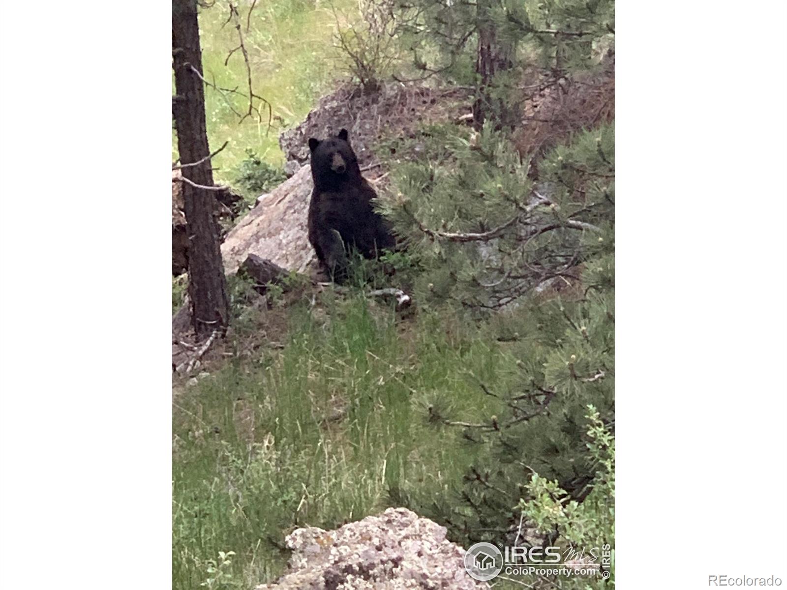 9316 Tawny Lynx Road Loveland CO 80538