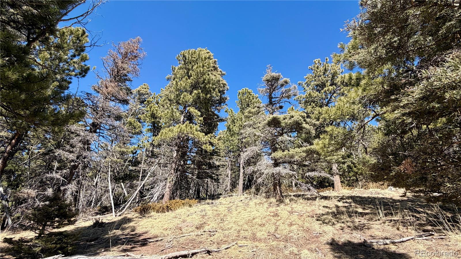 2796 Moir Drive Fort Garland CO 81133