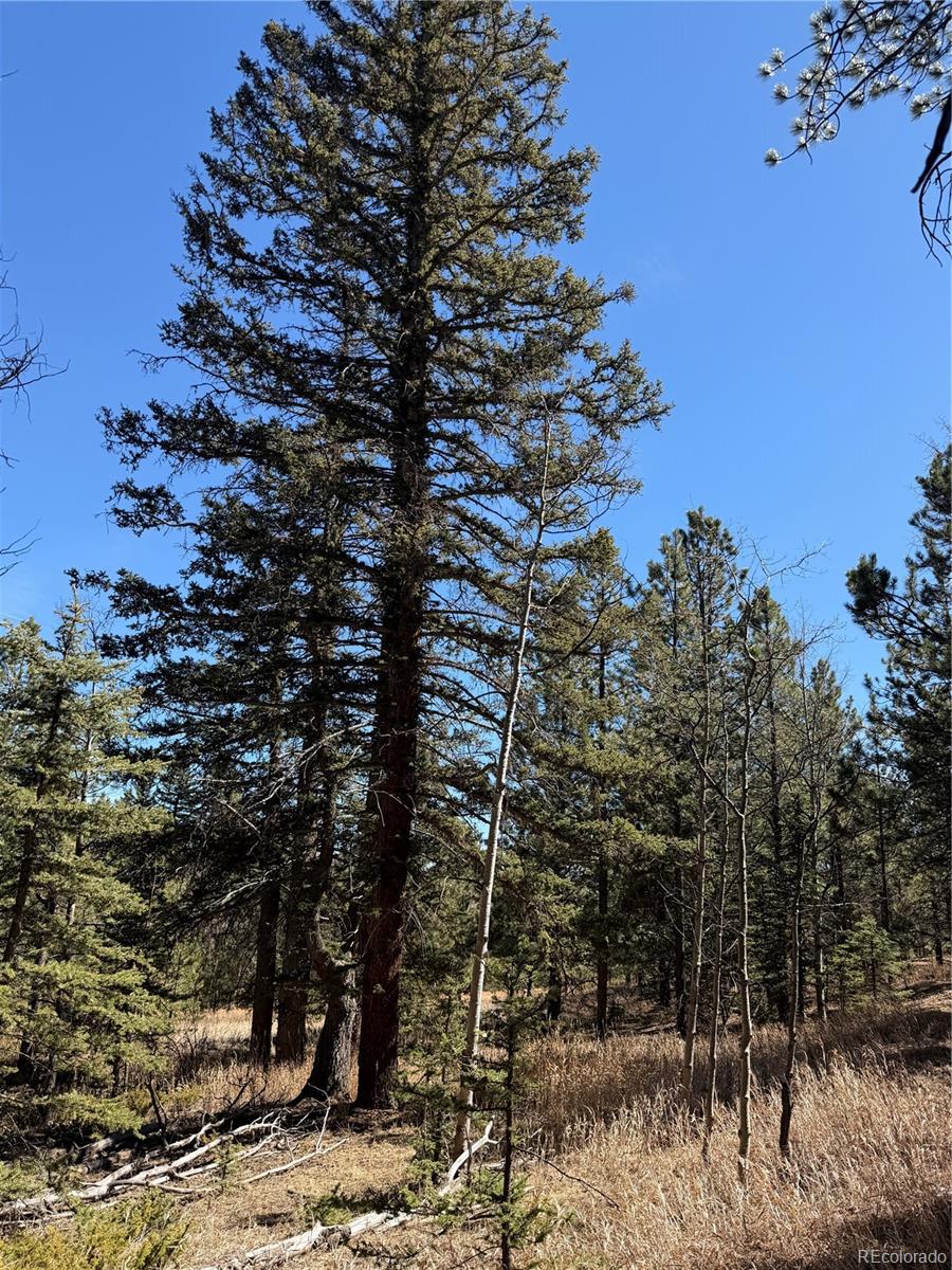 249 Gold Dust Creek Road Florissant CO 80816