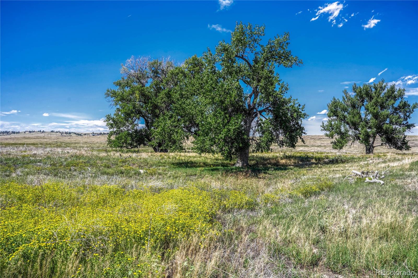 Fiddleback Ranch Road Kiowa CO 80117