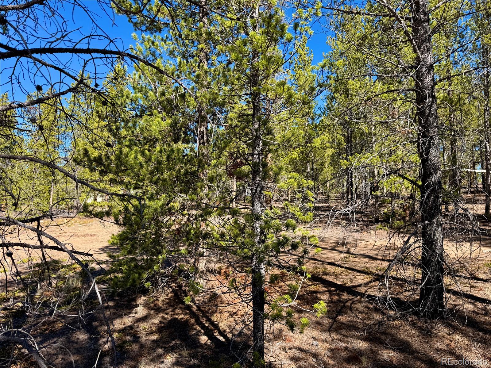 360 Peak View Drive Leadville CO 80461