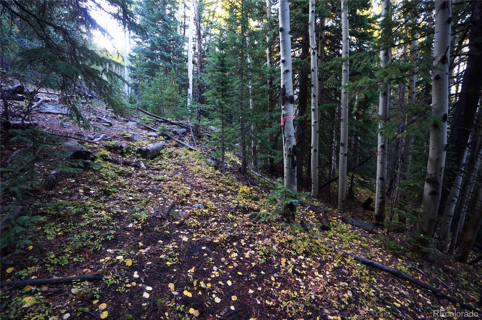 429 Sawmill Lane Idaho Springs CO 80452