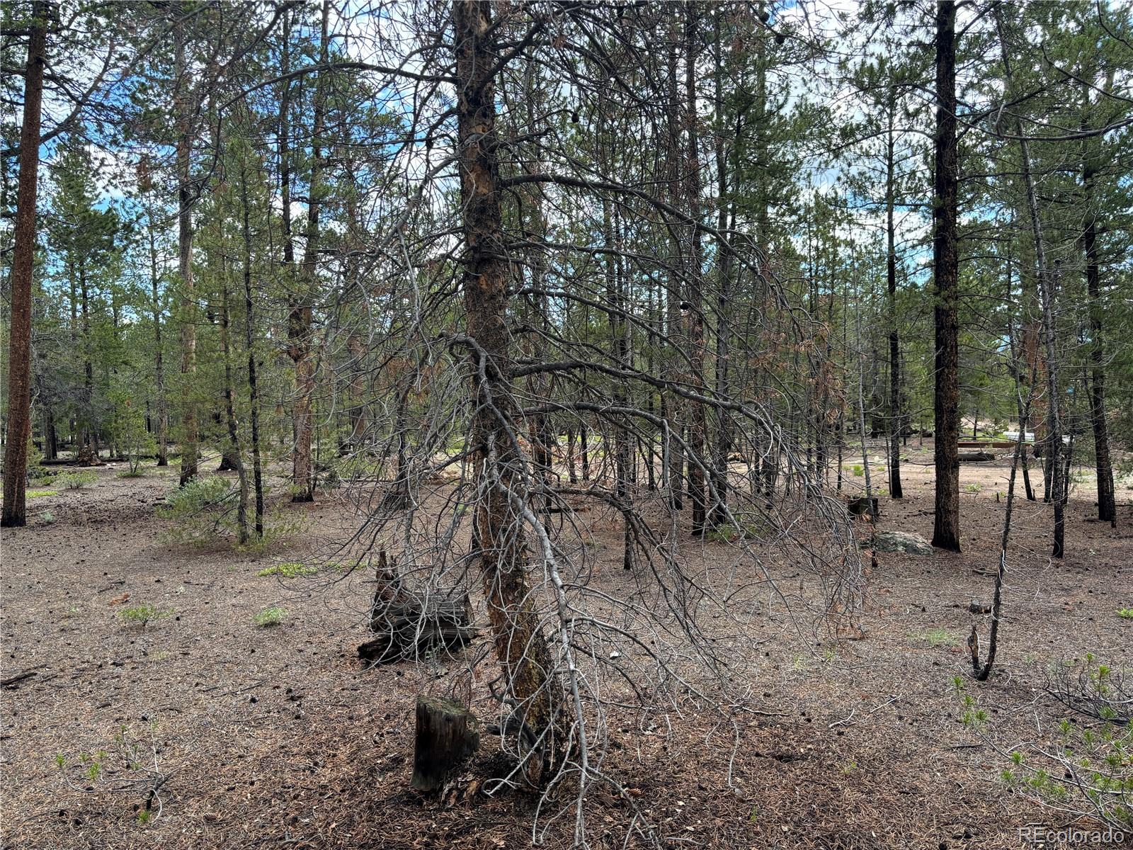 399 Fir Drive Twin Lakes CO 80461