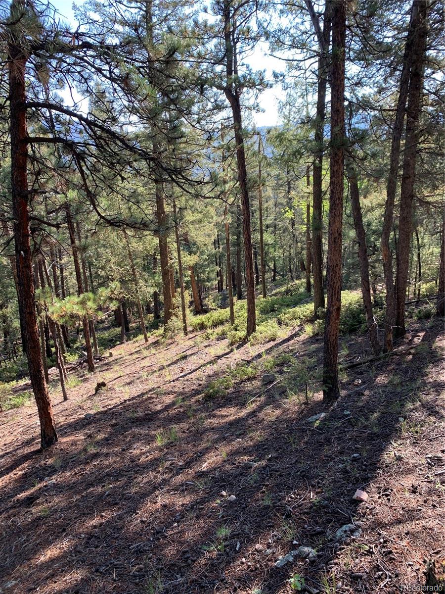 12907 S Cindy Avenue Pine CO 80470
