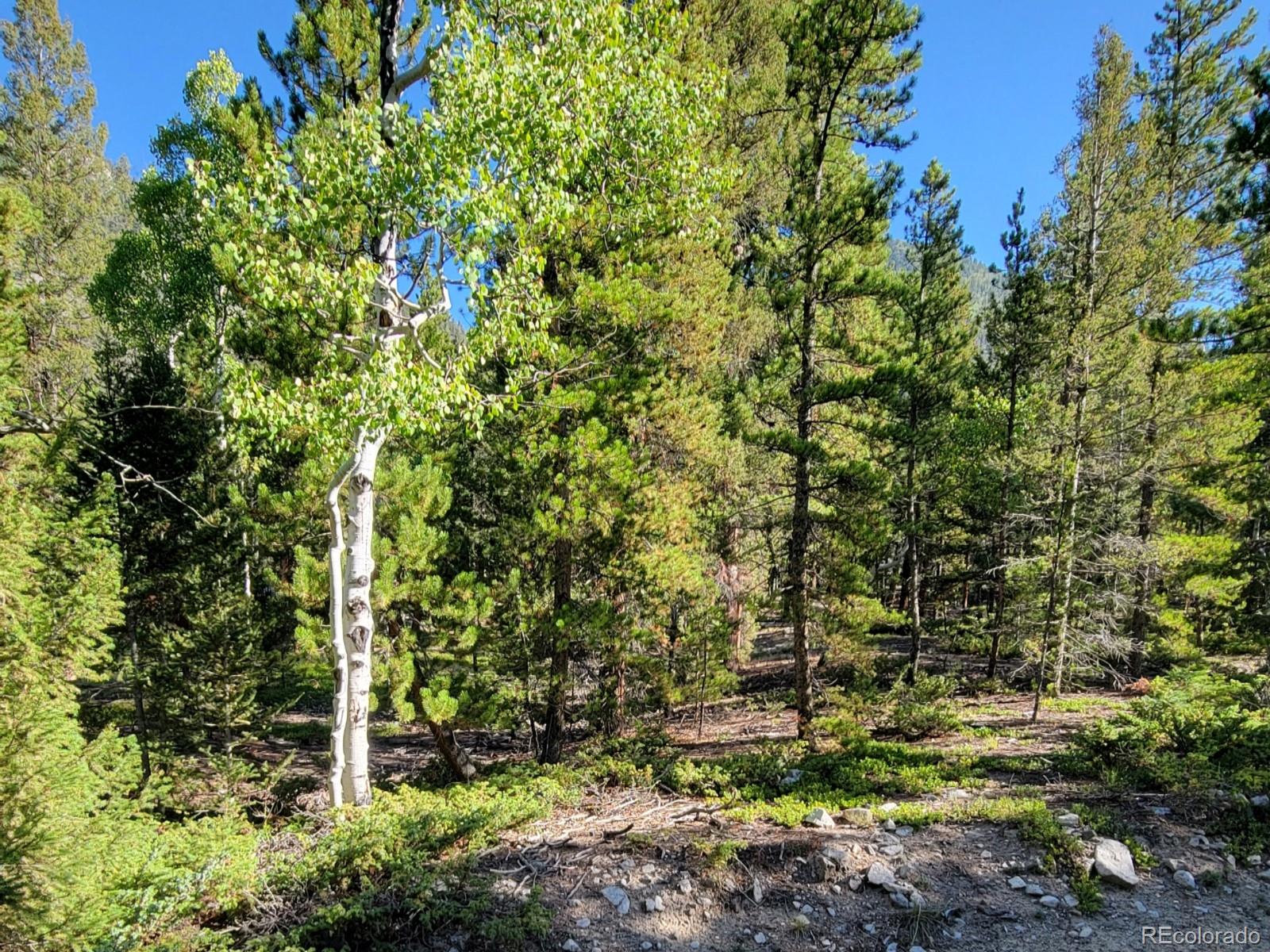 County Road 292a Nathrop CO 81236