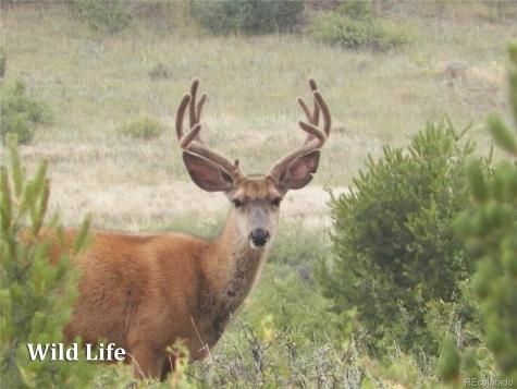 500 Two Creeks Cotopaxi CO 81223