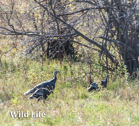 500 Two Creeks Cotopaxi CO 81223