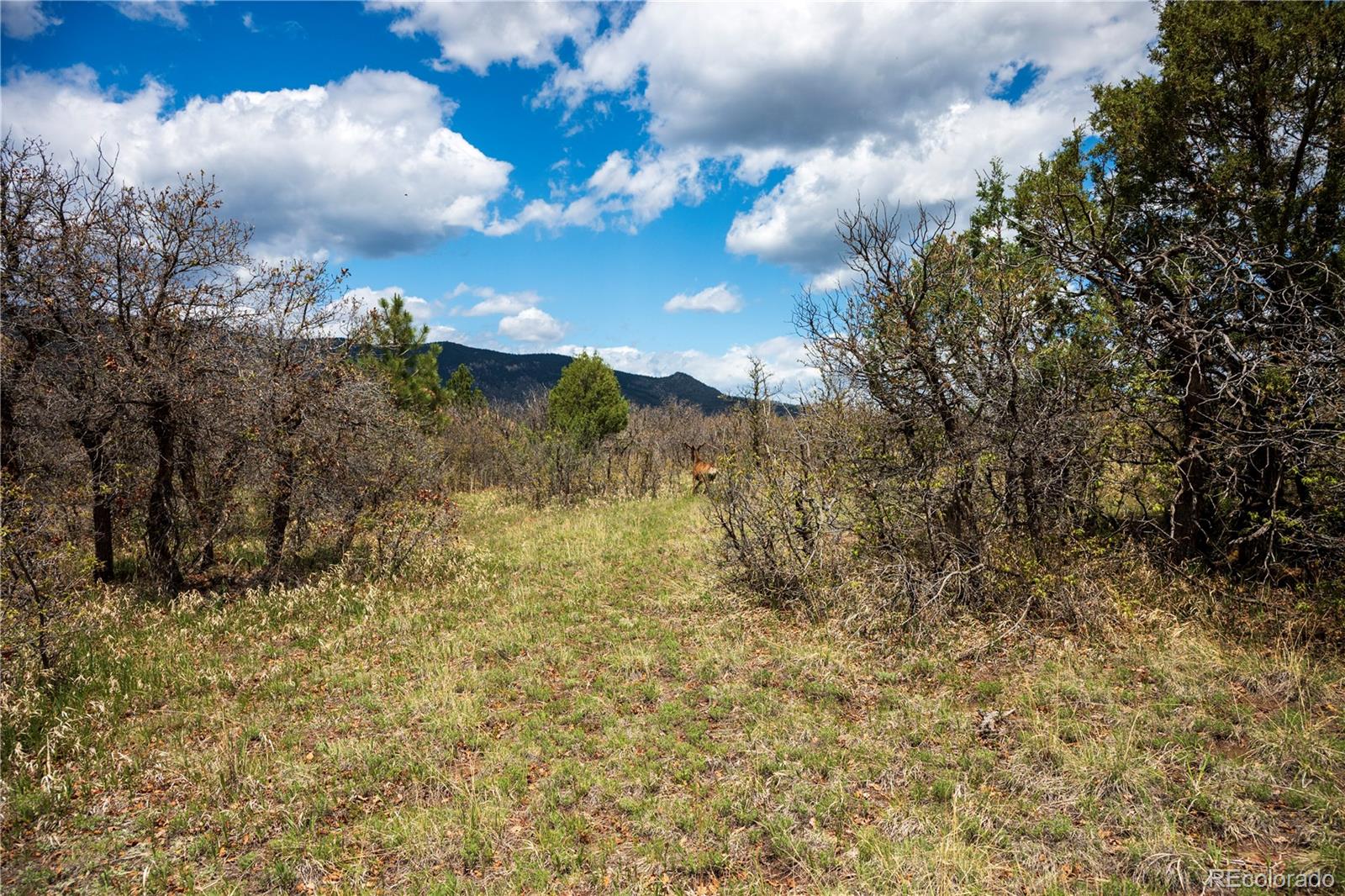 6128 Columbine Court Larkspur CO 80118