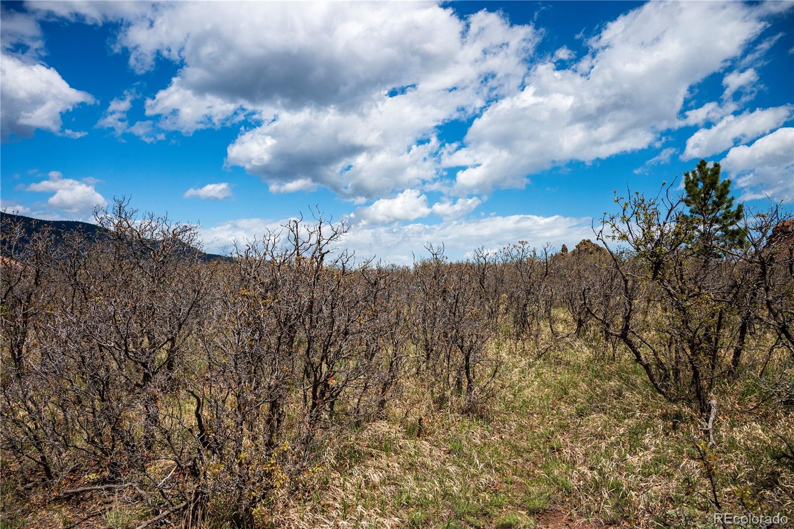 6128 Columbine Court Larkspur CO 80118