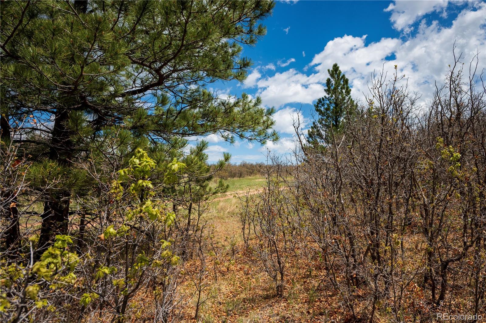 6128 Columbine Court Larkspur CO 80118