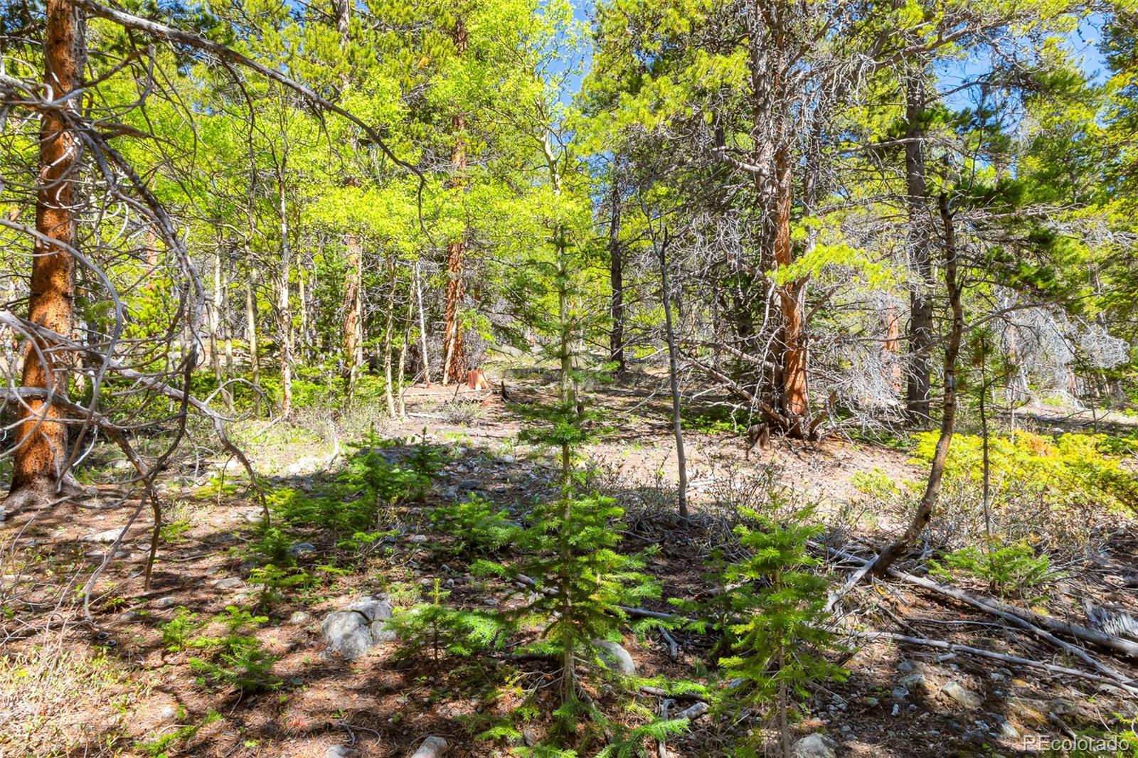 715 Lewsader Road Alma CO 80420