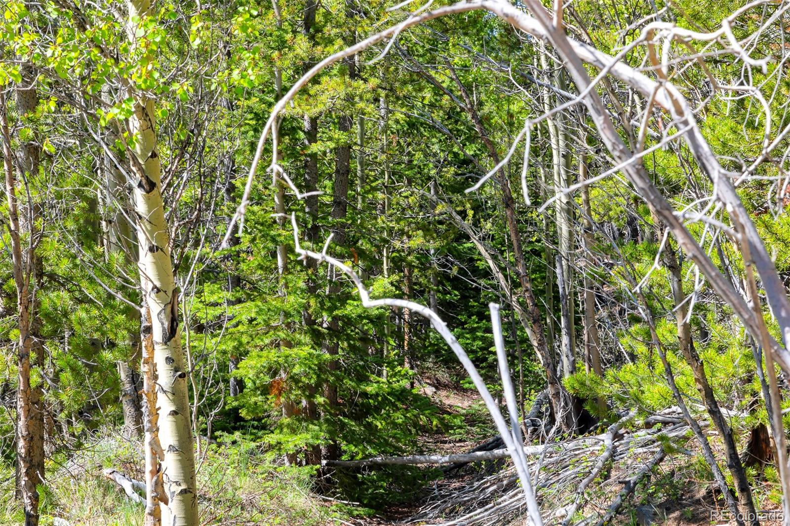 715 Lewsader Road Alma CO 80420