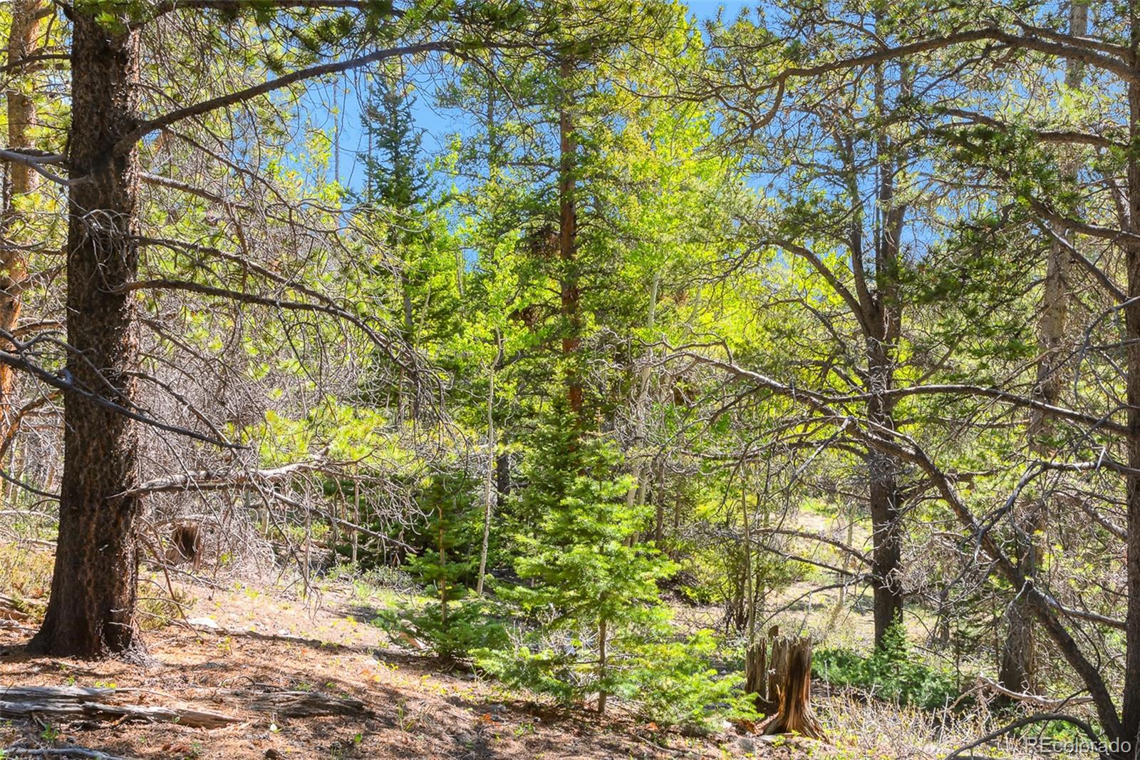 715 Lewsader Road Alma CO 80420