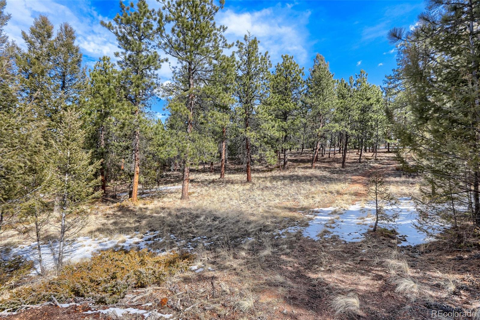 249 Territory Drive Pine CO 80470