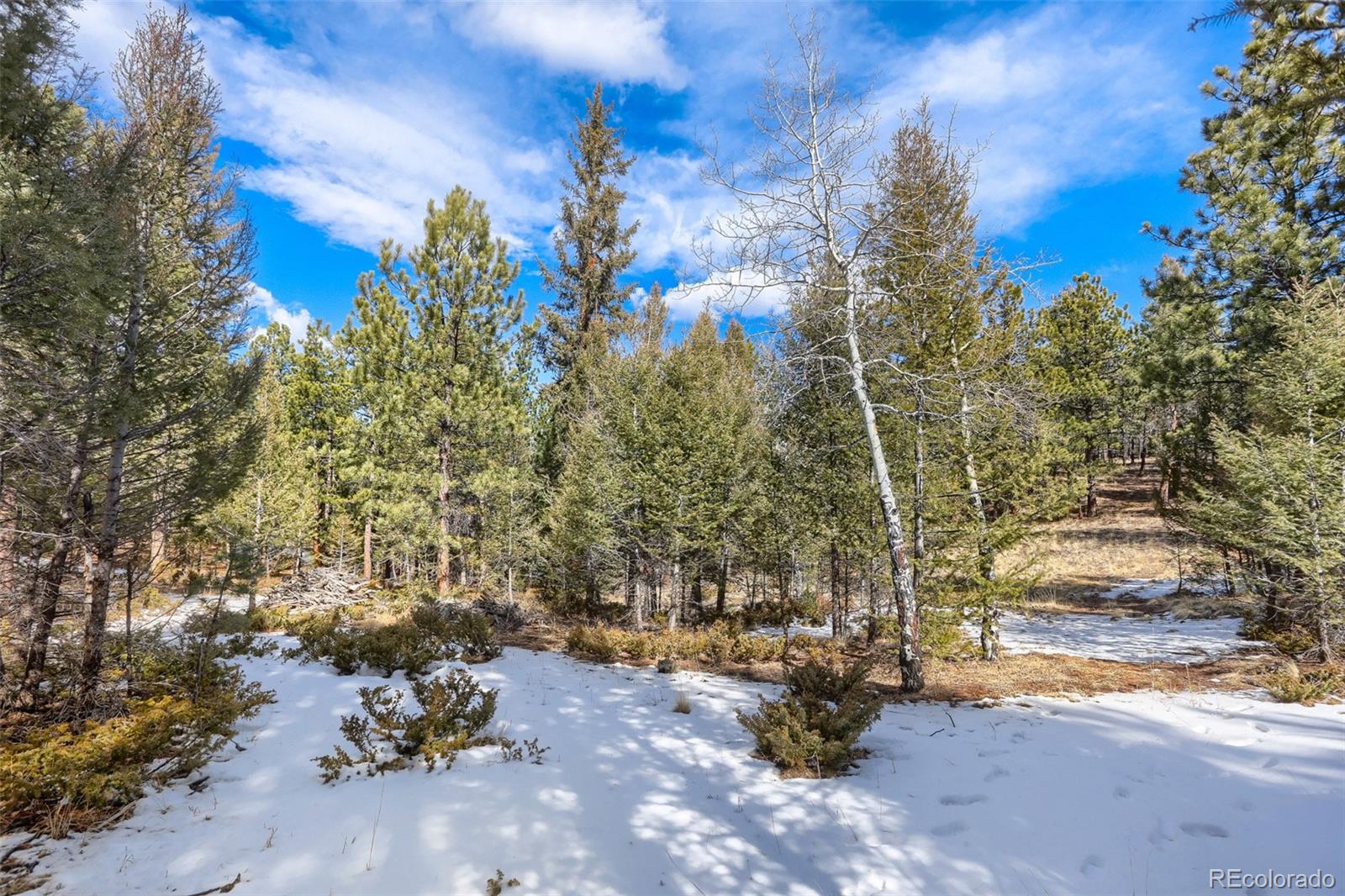 249 Territory Drive Pine CO 80470