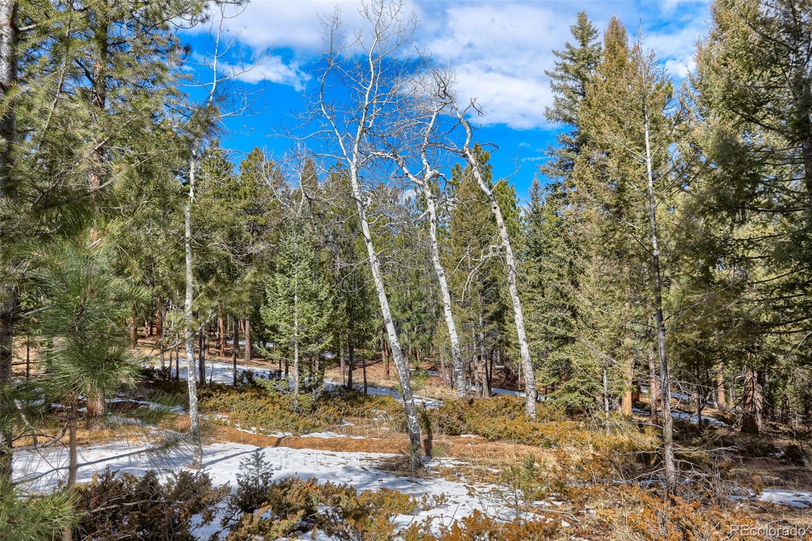 249 Territory Drive Pine CO 80470