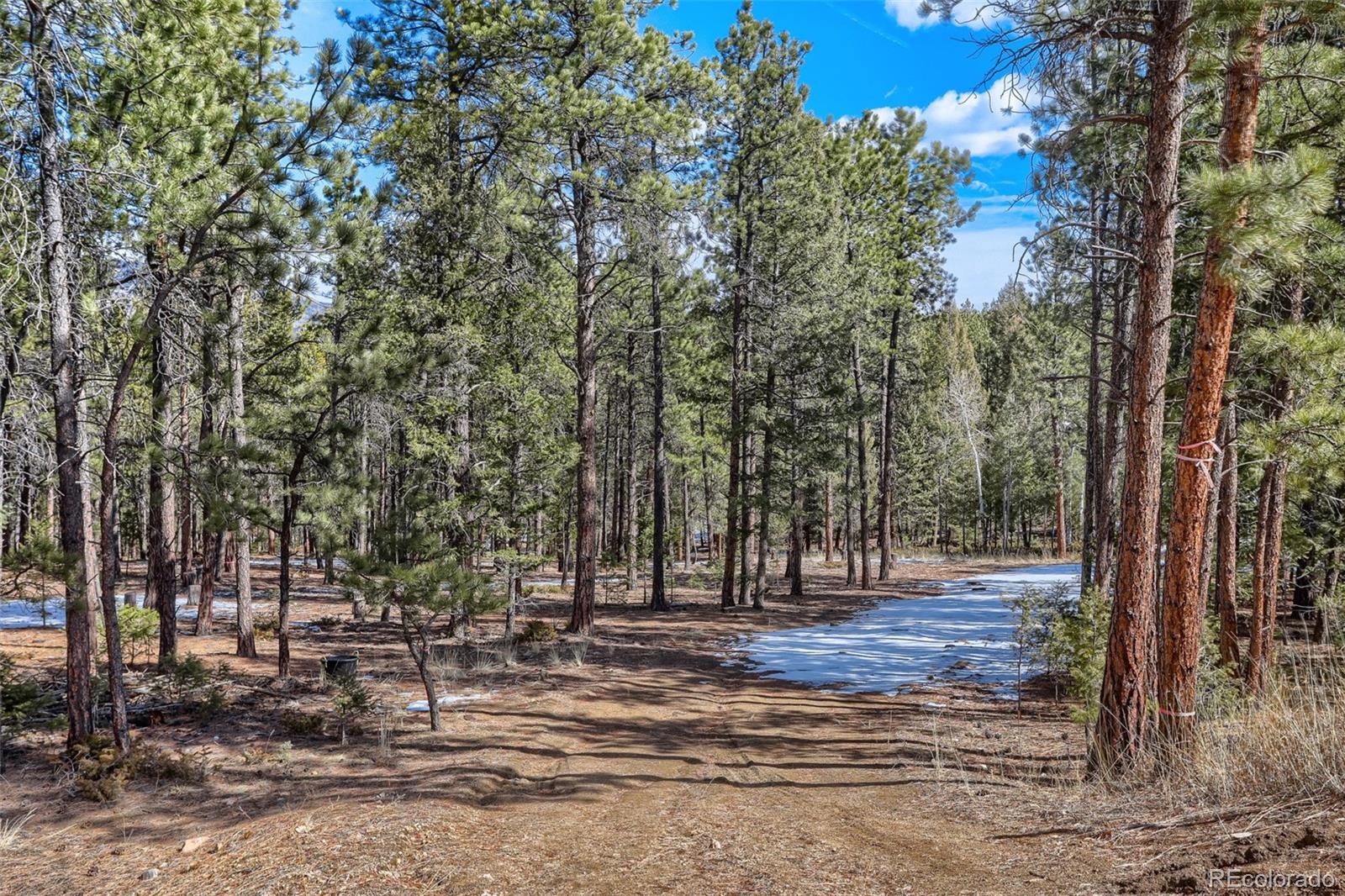 249 Territory Drive Pine CO 80470