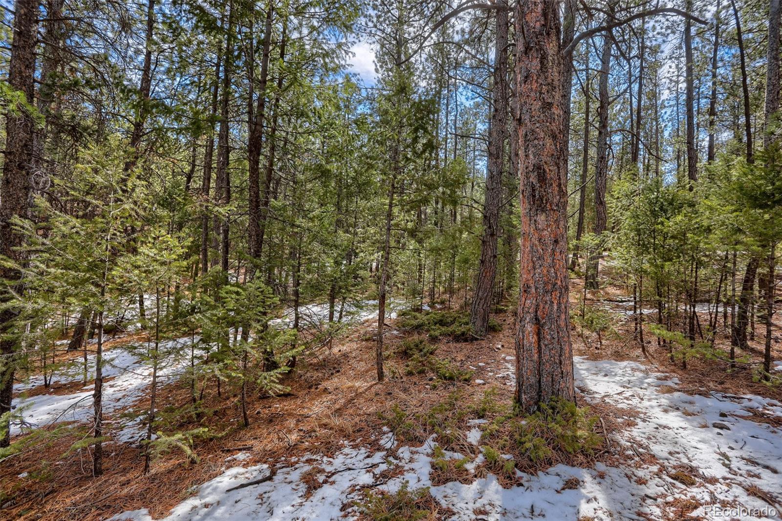 249 Territory Drive Pine CO 80470