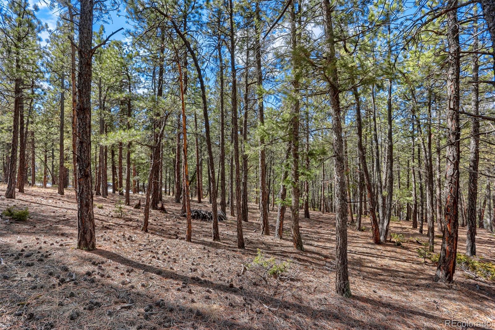 249 Territory Drive Pine CO 80470
