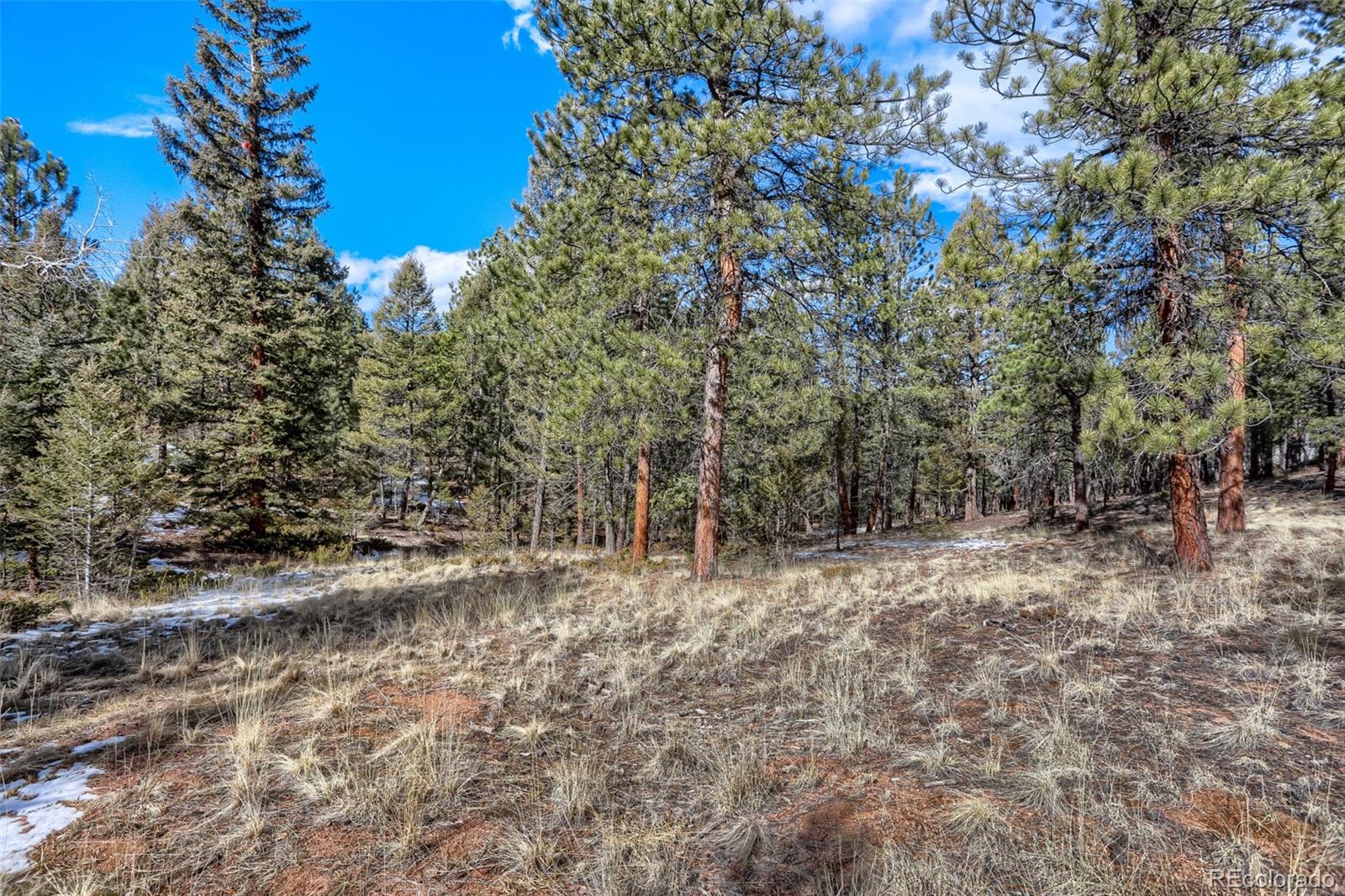 249 Territory Drive Pine CO 80470