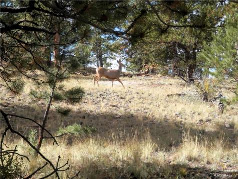 99 Pack Saddle Court Hartsel CO 80449