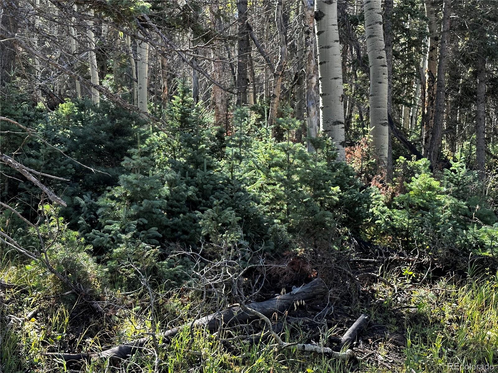 Lot 2652 Petito Drive Fort Garland CO 81133