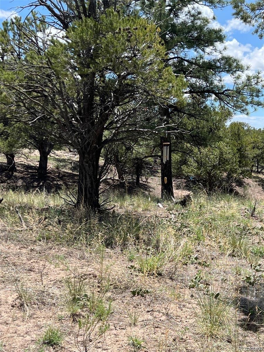 1153 Badger Road Crestone CO 81131