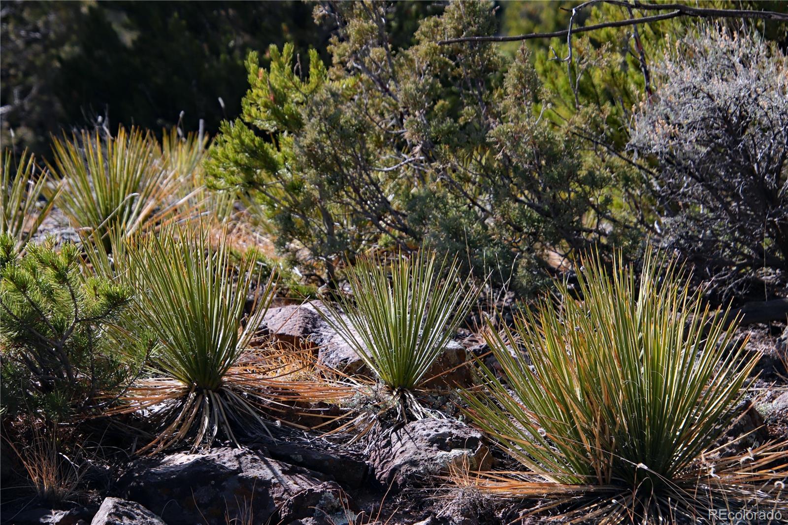 Lot 67 Alta Mesa Drive San Luis CO 81152