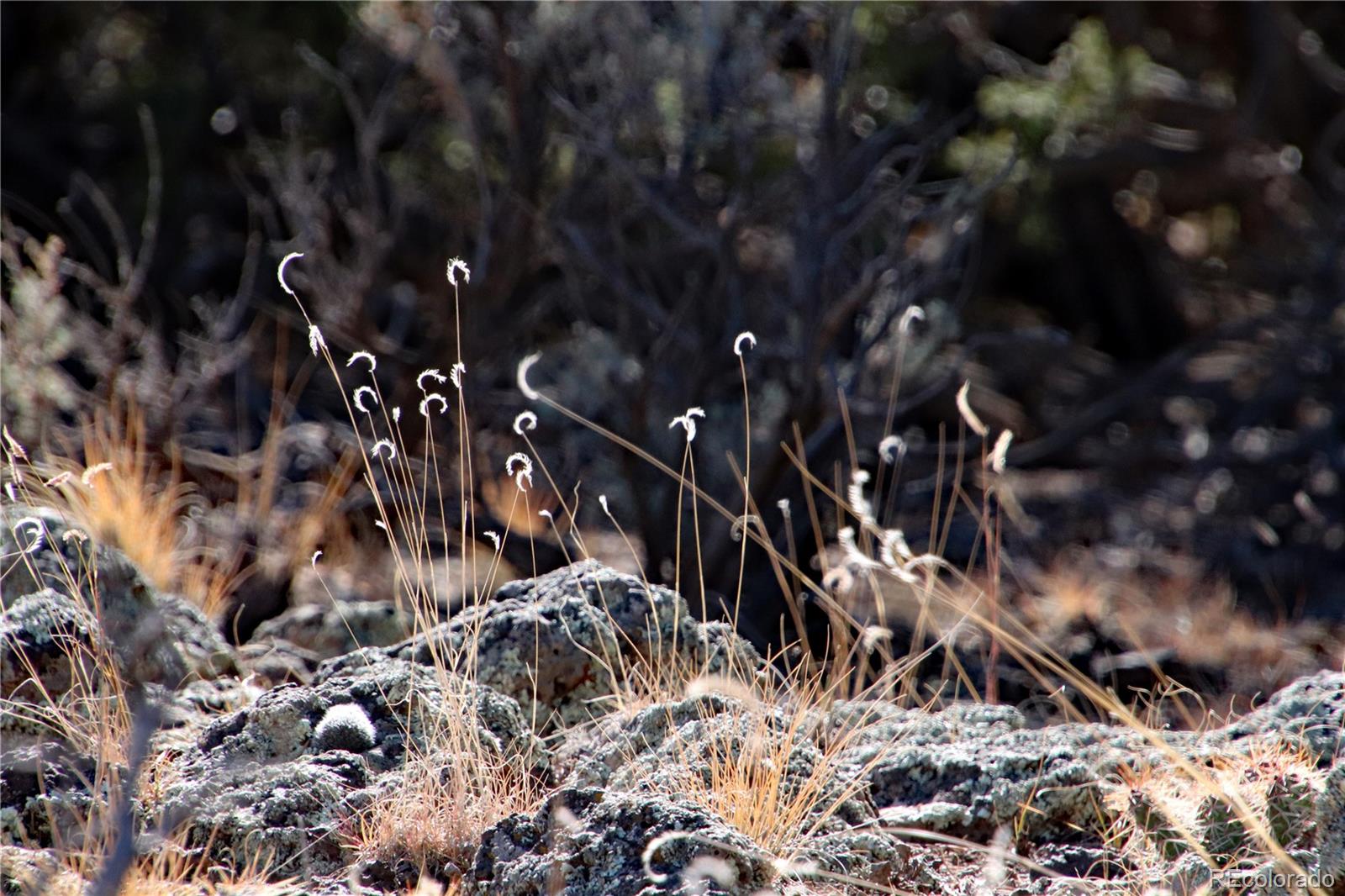Lot 67 Alta Mesa Drive San Luis CO 81152