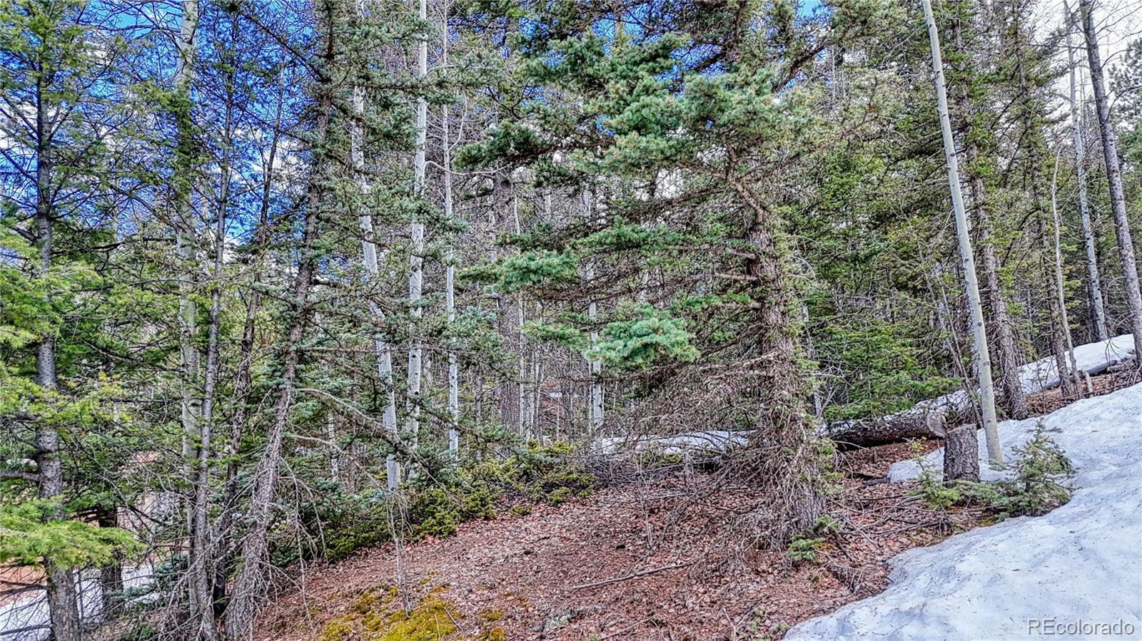 244 Spring Valley Lane Florissant CO 80816